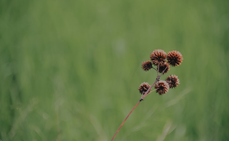 n。褐瓣花|开花,户外,植物,特写,环境,生长,背景模糊,色彩,花卉,花瓣-海量高质量免版权图片素材-设计师素材-摄影图片-mitapix-美塔图像