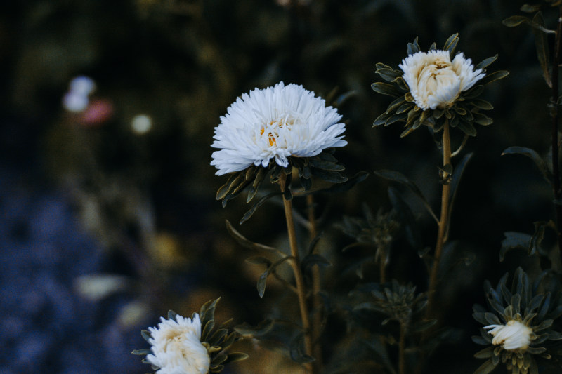 白花花选择性对焦摄影|叶子,开花,户外,植物,特写,白花,绿色,背景模糊,色彩,花卉,花园,花瓣,风景-海量高质量免版权图片素材-设计师素材-摄影图片-mitapix-美塔图像