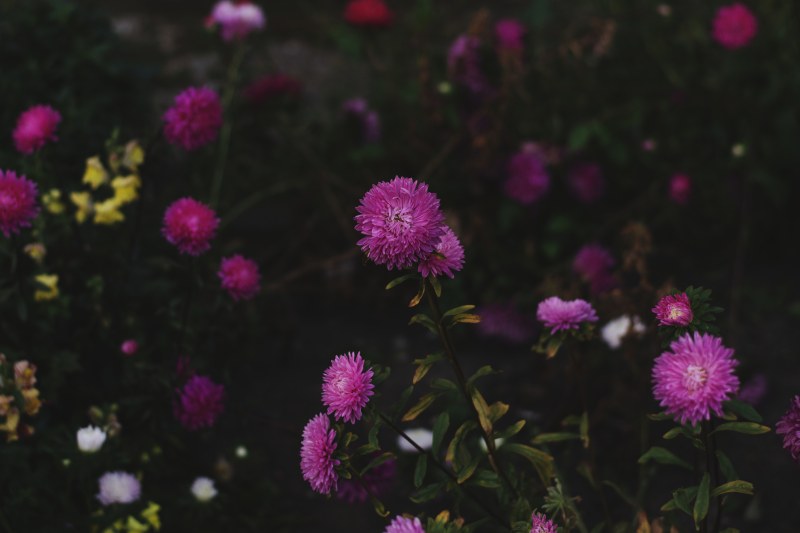 紫瓣花|丁香,叶子,大自然,开花,户外,景观,植物,特写,环境,生长,紫色,背景模糊,色彩,花卉,花瓣-海量高质量免版权图片素材-设计师素材-摄影图片-mitapix-美塔图像