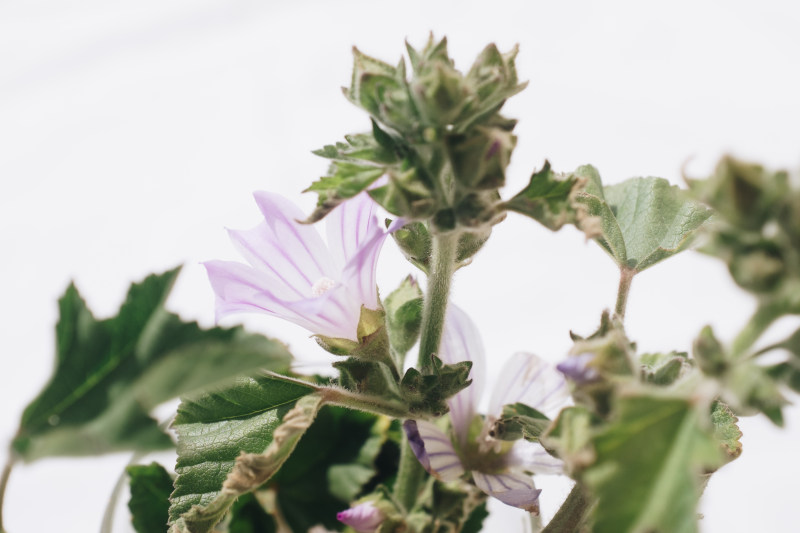 绿叶植物特写摄影|叶子,开花,明亮,植物,植物学,特写,生长,花,花瓣,颜色-海量高质量免版权图片素材-设计师素材-摄影图片-mitapix-美塔图像