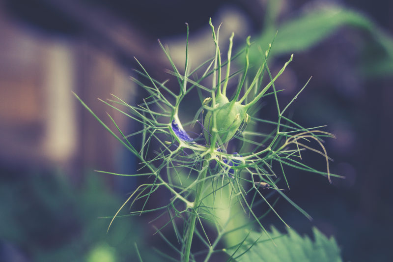 绽放的蓝色模糊|叶子,小,开花,户外,植物,植物群,模糊,特写,生长,绿色,自然,花,芽,蓝色,颜色-海量高质量免版权图片素材-设计师素材-摄影图片-mitapix-美塔图像