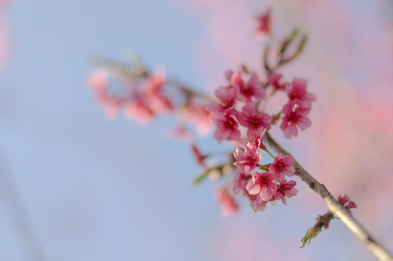 粉红色花朵的浅焦摄影|季节,开花,户外,明亮,树,树枝,植物,模糊,樱花,焦点,特写,生长,精致,花,花园,花瓣,高清壁纸-海量高质量免版权图片素材-设计师素材-摄影图片-mitapix-美塔图像