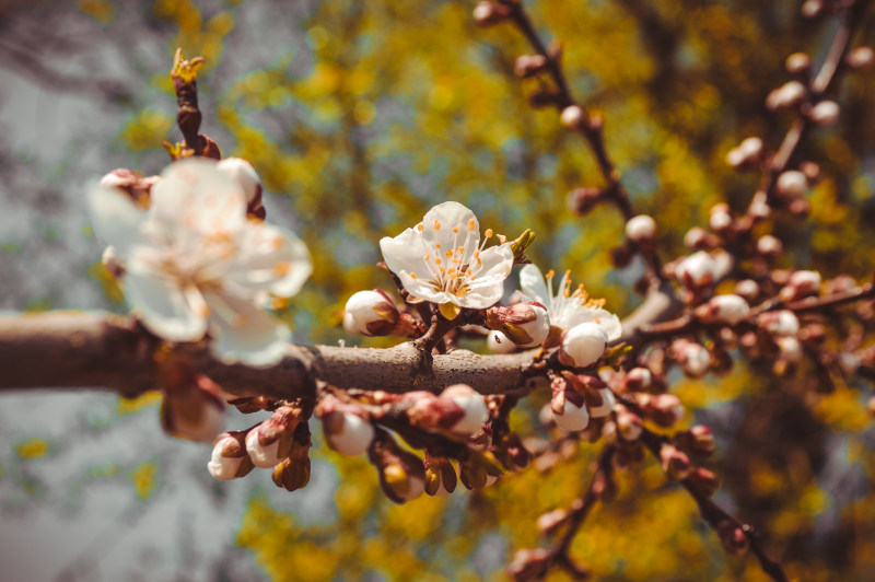 白色花瓣的选择性对焦摄影|开花,户外,枝条,樱桃,花朵,花瓣,花蕾,颜色,鲜艳-海量高质量免版权图片素材-设计师素材-摄影图片-mitapix-美塔图像