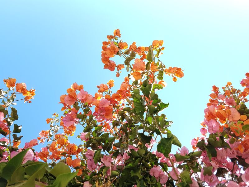 枝繁叶茂|叶子,夏天,太阳,季节,开花,枝条,植物,植物群,橙色花,生长,粉红色花,花,花园,花瓣,颜色,鲜艳-海量高质量免版权图片素材-设计师素材-摄影图片-mitapix-美塔图像