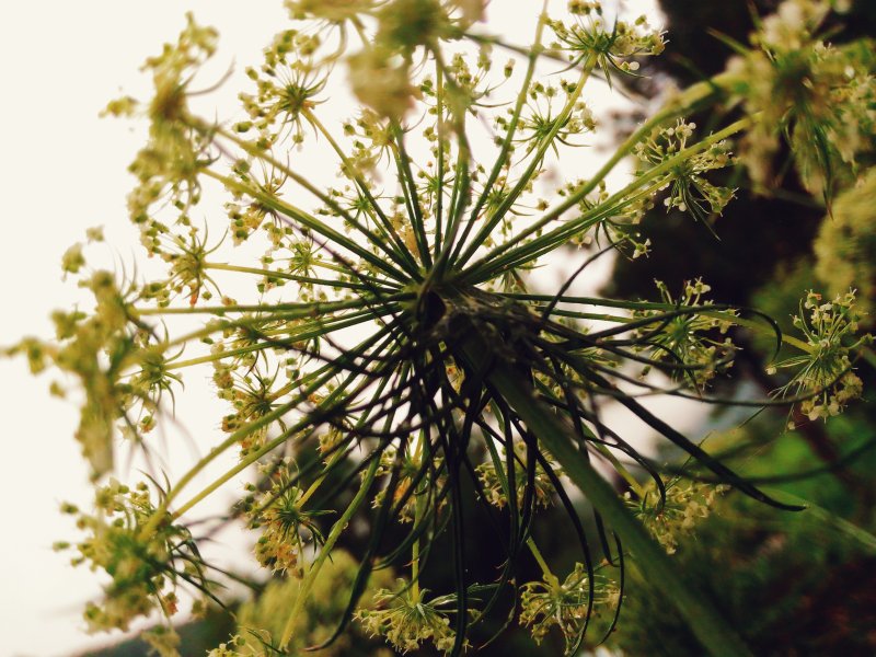 黄花瓣花|开花,户外,明亮,植物,特写,环境,生长,色彩,花卉,花园-海量高质量免版权图片素材-设计师素材-摄影图片-mitapix-美塔图像