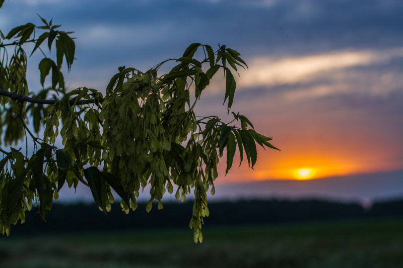 绿叶树|云,傍晚,太阳,户外,日落,树叶,植物,模糊的背景,环境,生长,田野,绿色,花,草,草地,颜色,风景,高清壁纸-海量高质量免版权图片素材-设计师素材-摄影图片-mitapix-美塔图像