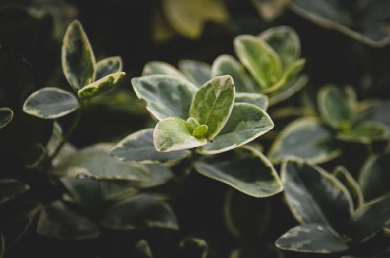 绿叶植物特写照片|叶子,小,开花,新鲜,植物,植物区系,植物学,特写,生长,绿色,自然,草本,颜色-海量高质量免版权图片素材-设计师素材-摄影图片-mitapix-美塔图像