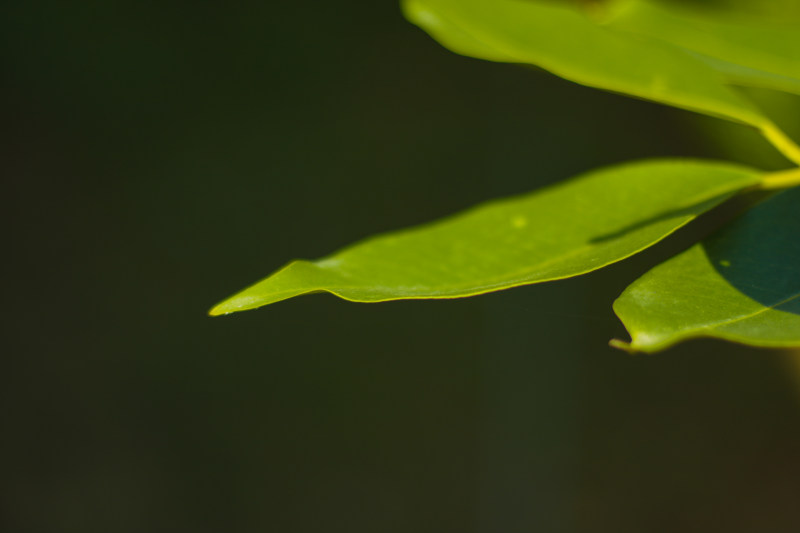 树叶的宏观摄影|叶子,明亮,模糊,模糊的背景,焦点,特写,环境,生长,绿色,自然,花园,颜色-海量高质量免版权图片素材-设计师素材-摄影图片-mitapix-美塔图像