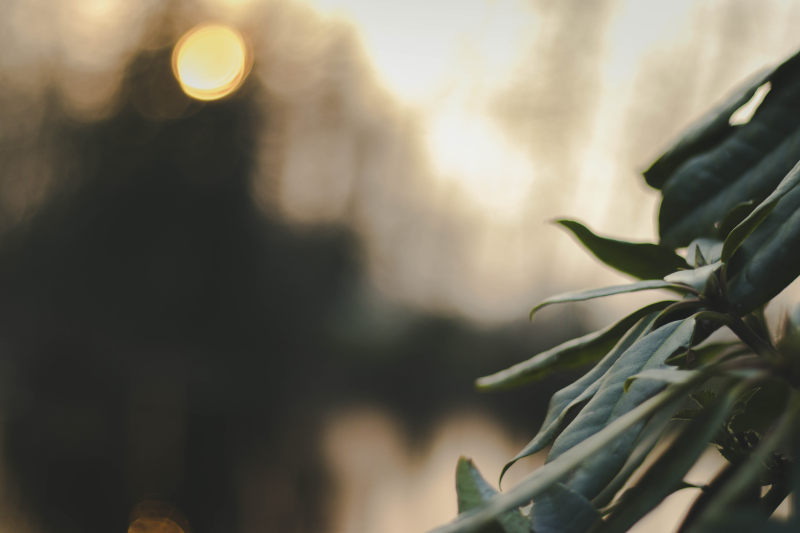 绿叶选择性对焦摄影|博克,叶子,景深,植物,模糊,焦点,特写,生长-海量高质量免版权图片素材-设计师素材-摄影图片-mitapix-美塔图像