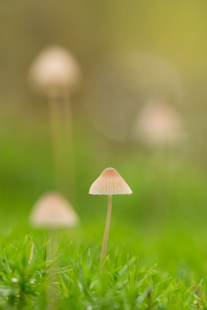 白蘑菇选焦|Blur,bokeh,Boletus,Daylight,季节,宏观摄影,小,户外,桌面墙纸,毒蕈,生长,真菌,绿色,草,蘑菇,迈锡尼,野生-海量高质量免版权图片素材-设计师素材-摄影图片-mitapix-美塔图像