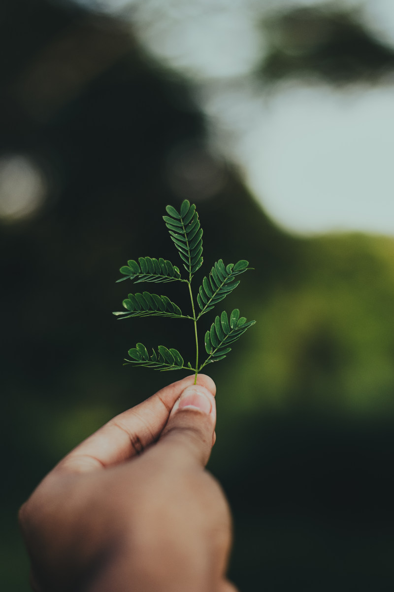 特写树叶摄影|博客,叶,手,手指,握,植物,模糊,焦点,特写,环境,生长,绿叶,自然摄影-海量高质量免版权图片素材-设计师素材-摄影图片-mitapix-美塔图像