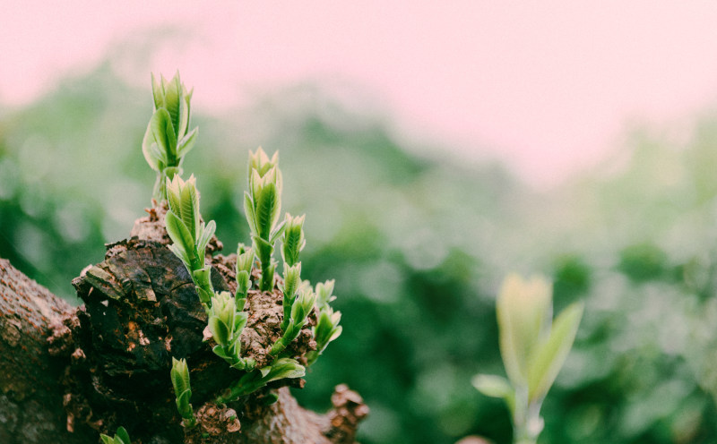 绿色植物特写照片|博客,叶子,大自然,户外,新鲜,景深,植物,模糊,焦点,特写,环境,生长,郁郁葱葱-海量高质量免版权图片素材-设计师素材-摄影图片-mitapix-美塔图像