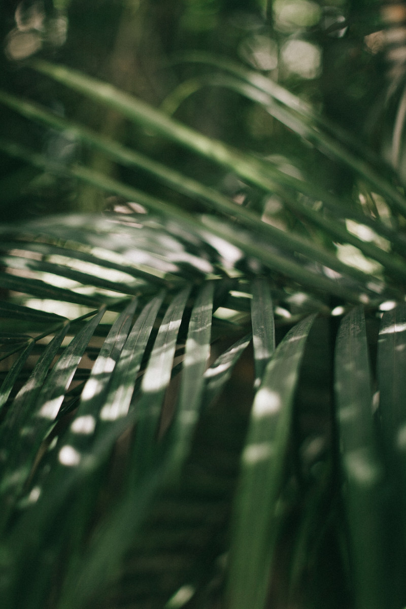 叶子特写照片CloseUp Photo of Leaves-Blur,bokeh,closeup,depth of field,environment,Focus,foliage,fresh,Growth,Leaves,lush,plant,叶子,成长,散景,新鲜,景深,植物,模糊,焦点,特写镜头,环境,茂盛-海量高质量免版权图片素材-设计师素材-摄影图片-mitapix-美塔图像