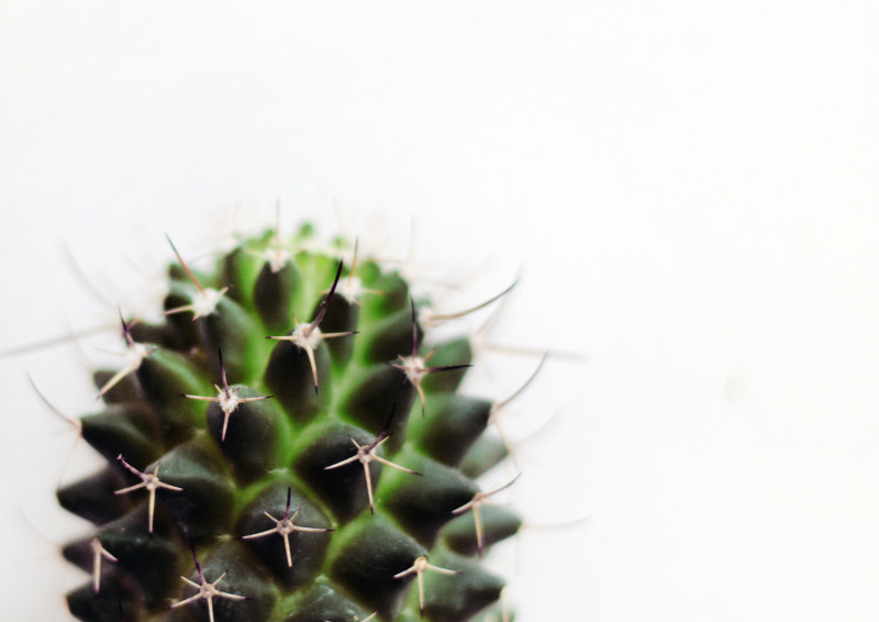 微摄影的绿色仙人掌植物Micro Photography of Green Cactus Plant|Blur,botanic,botanical,cactus,cactus plant,closeup,disjunct,Focus,green,grow,Growth,macro,macro photo,macro photography,minimalism,nature,plant,plants,prickly,sharp,spikes,spines,spring,succulent,succulent plants,succulents,thorns,white background,仙人掌,仙人掌植物,刺,增长,多刺,多肉植物,宏,宏观摄影,宏观照片,性质,成长,春天,极简主义,析,植物,模糊,焦点,特写,白色背景,穗状花序,绿色,肉质植物,荆棘,锋利-海量高质量免版权图片素材-设计师素材-摄影图片-mitapix-美塔图像