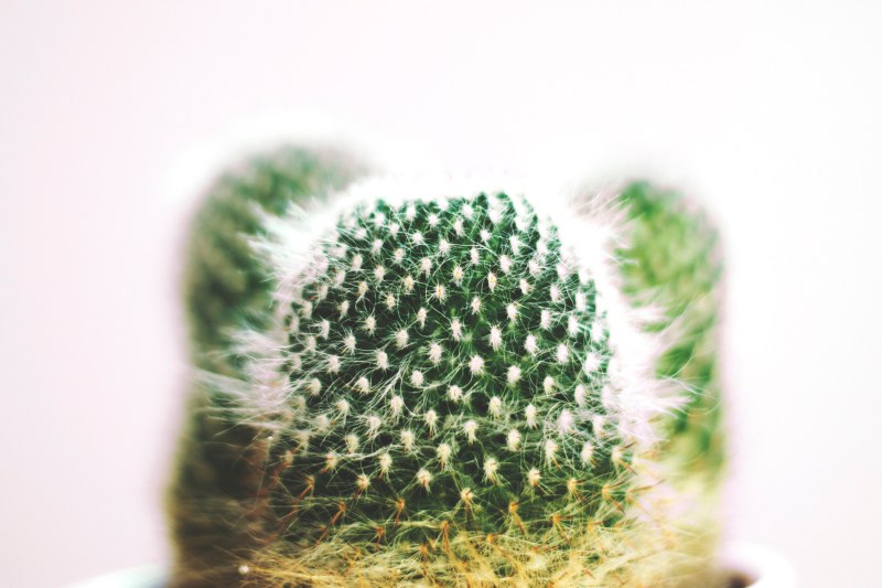 绿色仙人掌Green Cactus|Blur,botanical,bright,cactus,closeup,color,Decoration,delicate,disjunct,downy,Flora,Flower,Focus,Garden,green,grow,Growth,nature,outdoors,plant,sharp,spikes,spine,succulent,summer,仙人掌,增长,夏天,多汁,峰值,性质,成长,户外,明亮,析取,柔和,植物,模糊,焦点,特写,精致,绿色,脊柱,花卉,花园,装修,锋利,颜色-海量高质量免版权图片素材-设计师素材-摄影图片-mitapix-美塔图像