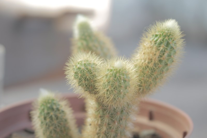 选择性焦点摄影的绿色仙人掌与棕色锅Selective Focus Photography of Green Cactus With Brown Pot|Blur,botanical,cactus,cactus plant,closeup,color,exotic,Flora,Flower,Garden,green,grow,Growth,houseplant,little,natural,needle,outdoors,prickly,sharp,spike,spine,succulent,thorns,仙人掌,仙人掌植物,刺,增长,多刺,多汁,室内植物,小,异国情调,成长,户外,植物,模糊,特写,穗,绿色,脊柱,自然,花卉,花园,针,锋利,颜色-海量高质量免版权图片素材-设计师素材-摄影图片-mitapix-美塔图像