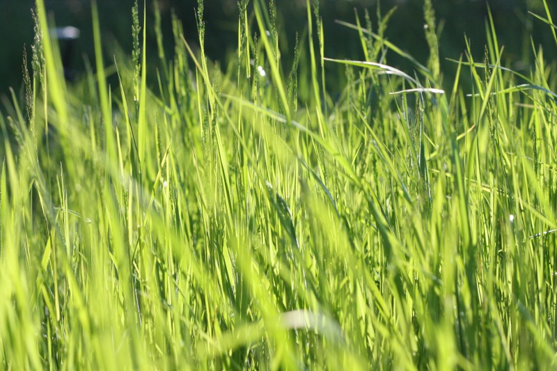 绿草地|夏天,天气,明亮,晴朗,模糊,特写,田野,绿色,自然,草地-海量高质量免版权图片素材-设计师素材-摄影图片-mitapix-美塔图像