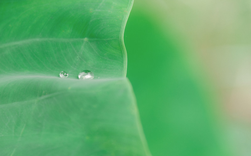 带雨滴绿叶|H2O,叶子,墙纸,夏天,宏观,户外,新鲜,明亮,植物群,模糊,水,水滴,液体,滴滴,潮湿,焦点,特写,环境,生态,生长,纯净,绿色,自然,花园,郁郁葱葱,雨,雨滴,露珠-海量高质量免版权图片素材-设计师素材-摄影图片-mitapix-美塔图像