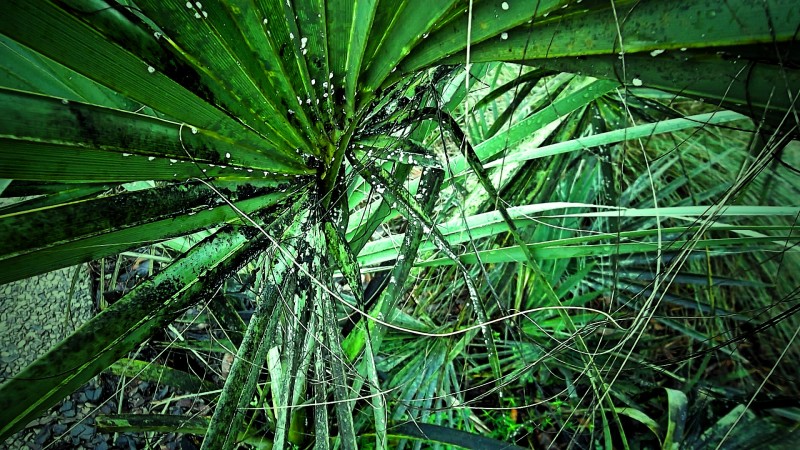 模糊明亮特写|光,叶子,岩石,户外,明亮,植物,模糊,热带,焦点,特写,环境,生长,田野,绿色,自然,色彩,花园,草,郁郁葱葱,野生-海量高质量免版权图片素材-设计师素材-摄影图片-mitapix-美塔图像