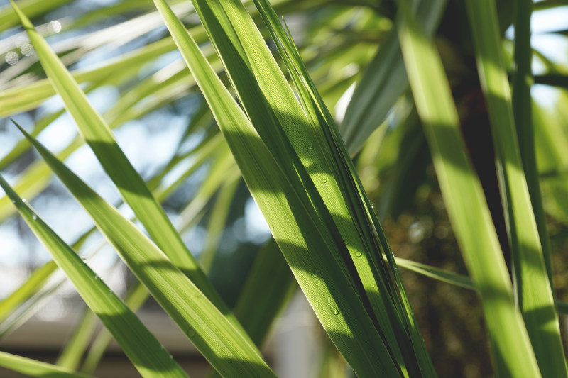 模糊明亮特写|叶子,户外,明亮,景深,植物,模糊,水分,滴,滴的水,滴露珠,焦点,特写,自然,雨滴-海量高质量免版权图片素材-设计师素材-摄影图片-mitapix-美塔图像