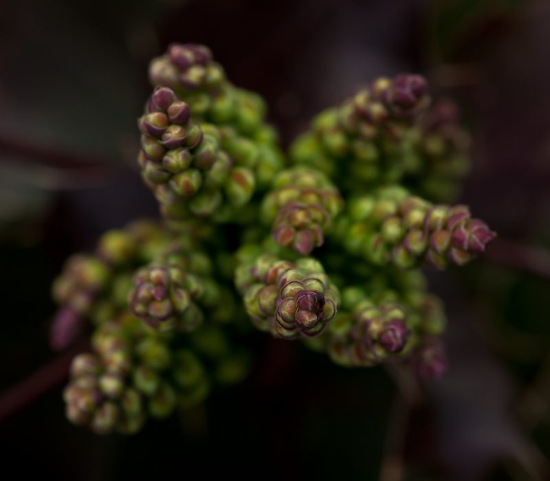 绿紫花特写照片|宏观,植物,植物群,模糊,种子,花,花芽,芽,高角度拍摄-海量高质量免版权图片素材-设计师素材-摄影图片-mitapix-美塔图像