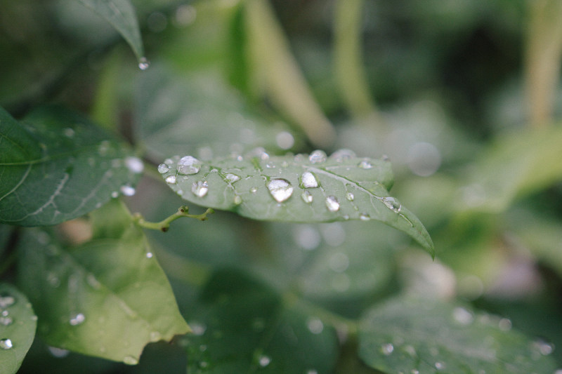 模糊清除特写|H2O,叶子,夏天,宏观,户外,散焦,新鲜,景深,植物,模糊,水,水分,水滴,液体,清晰,潮湿,特写,环境,生长,纯净,自然,花园,雨水,雨滴,露珠-海量高质量免版权图片素材-设计师素材-摄影图片-mitapix-美塔图像