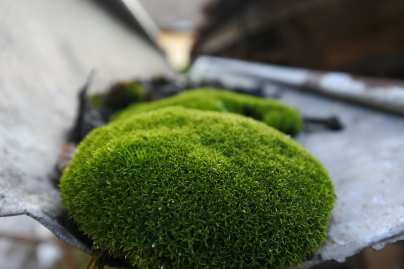 模糊特写颜色|健康,叶子,户外,新鲜,植物,模糊,焦点,特写,环境,生长,绿色,草药,颜色-海量高质量免版权图片素材-设计师素材-摄影图片-mitapix-美塔图像