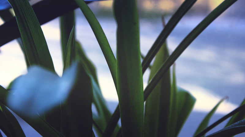 模糊特写颜色|光,叶子,夏天,户外,日光,模糊,热带,特写,生长,草,颜色-海量高质量免版权图片素材-设计师素材-摄影图片-mitapix-美塔图像