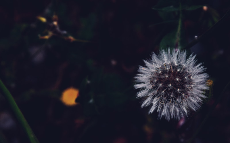 模糊特写颜色|夜晚,户外,植物,模糊,特写,白花,色彩,花,蒲公英,黑暗-海量高质量免版权图片素材-设计师素材-摄影图片-mitapix-美塔图像