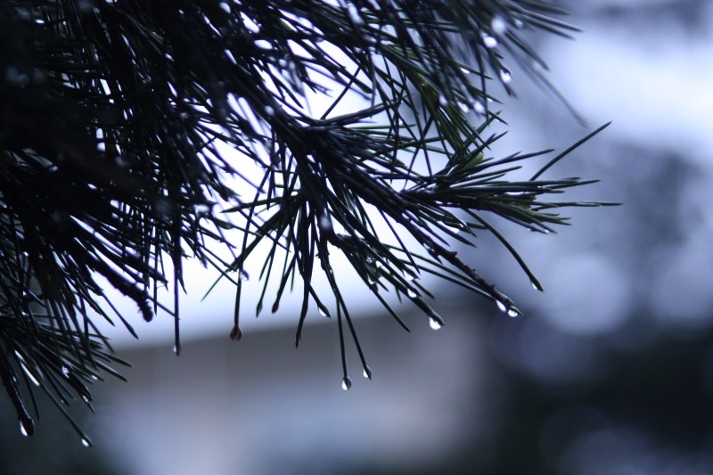 模糊特写针叶树|冷杉,叶子,景深,松树,模糊,水滴,湿的,焦点,特写,自然,针叶树,雨滴-海量高质量免版权图片素材-设计师素材-摄影图片-mitapix-美塔图像