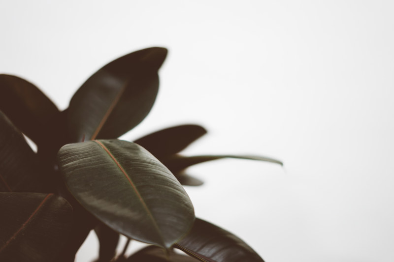 橡胶厂特写照片CloseUp Photo of Rubber Plant|Blur,closeup,dark green,depth of field,Focus,fresh,freshness,houseplant,indoor plants,Leaves,plant,rubber,texture,white background,叶子,室内植物,新鲜,景深,植物,模糊,橡胶,深绿色,焦点,特写镜头,白色背景,纹理-海量高质量免版权图片素材-设计师素材-摄影图片-mitapix-美塔图像