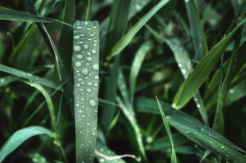 水滴在绿草Water Drops on Green Grass|Blur,closeup,dark green,dew,drop of water,droplets,drops,environment,Grass,green,Growth,Leaves,moisture,nature,outdoors,plant,Water,Waterdrops,wet,一滴水,叶子,增长,户外,植物,模糊,水,水分,水滴,深绿色,湿,滴,特写,环境,绿色,自然,草,露水-海量高质量免版权图片素材-设计师素材-摄影图片-mitapix-美塔图像