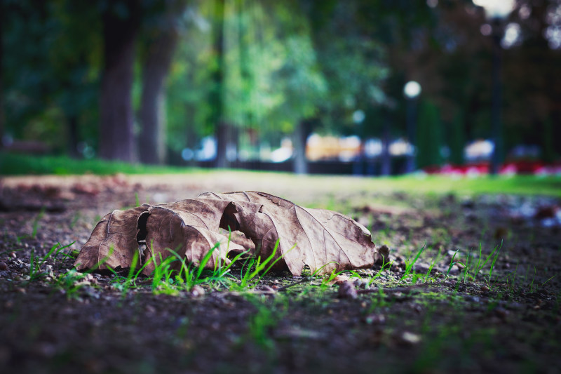 有选择性的干叶子在地面的照片Selective Photo of Dry Leaf on Ground|mothernature,公园,叶,土壤,在户外,地面,场,宏,干叶,日光,模糊,焦点,特写镜头,环境,草,落叶-海量高质量免版权图片素材-设计师素材-摄影图片-mitapix-美塔图像