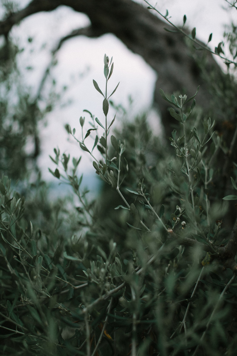 树叶的特写照片|大自然,景深,树叶,植物,模糊,焦点,特写,生长,郁郁葱葱,高清壁纸-海量高质量免版权图片素材-设计师素材-摄影图片-mitapix-美塔图像