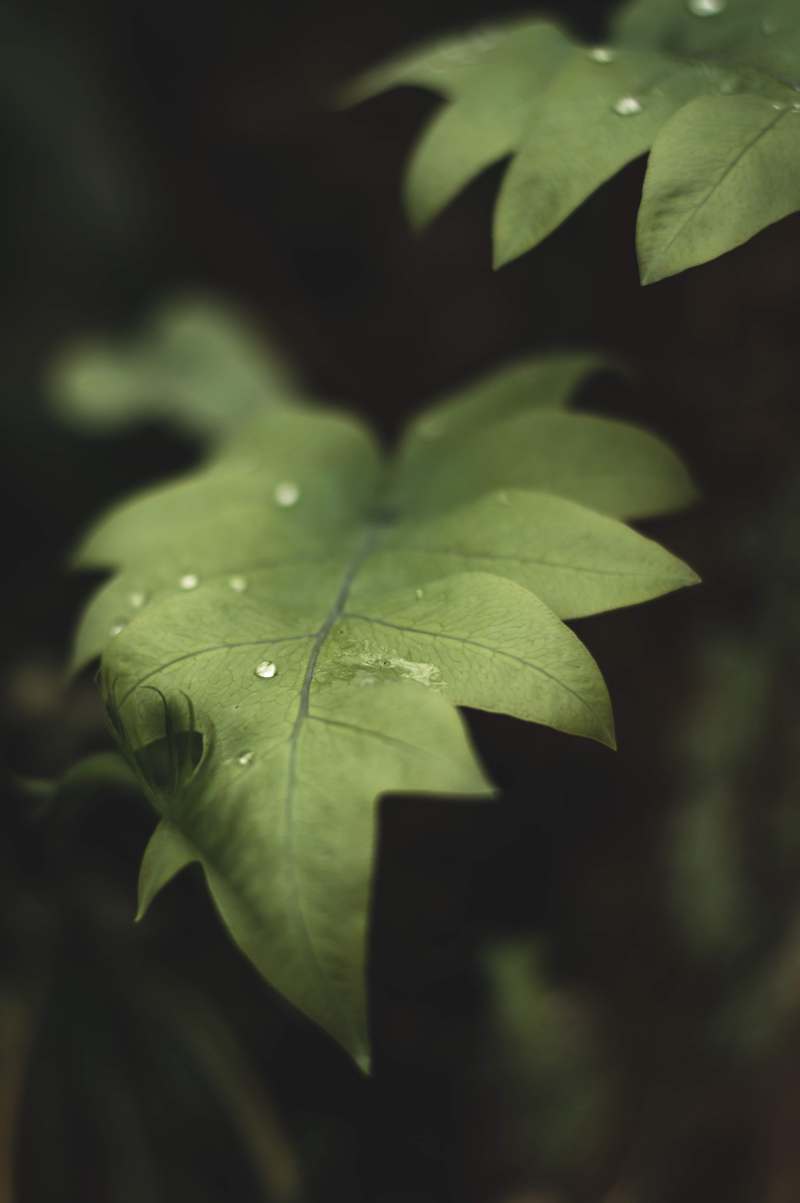 绿色植物特写照片CloseUp Photo of Green Plant|Blur,closeup,depth of field,Focus,fresh,freshness,green,Growth,Leaves,natural,outdoors,pattern,plant,texture,叶子,增长,户外,新鲜,景深,植物,模式,模糊,焦点,特写,纹理,绿色,自然-海量高质量免版权图片素材-设计师素材-摄影图片-mitapix-美塔图像