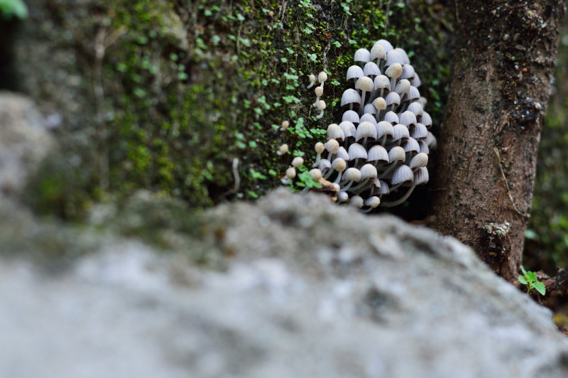 模糊特写景深|免版税图像,叶子,小,岩石,新鲜,景深,模糊,焦点,特写,环境,生长,石头,自然,蘑菇-海量高质量免版权图片素材-设计师素材-摄影图片-mitapix-美塔图像