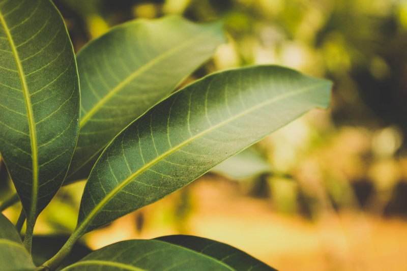 模糊特写景深|叶子,景深,植物,模糊,焦点,特写-海量高质量免版权图片素材-设计师素材-摄影图片-mitapix-美塔图像