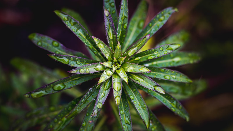 叶子的特写镜头摄影与WaterdropsCloseUp Photography of Leaves With Waterdrops|Blur,closeup,depth of field,droplets,drops,Focus,Growth,Leaves,nature,plant,raindrops,Water,Waterdrops,wet,下落,叶子,小滴,成长,景深,植物,水,湿,焦点,特写镜头,自然,迷离,雨珠-海量高质量免版权图片素材-设计师素材-摄影图片-mitapix-美塔图像