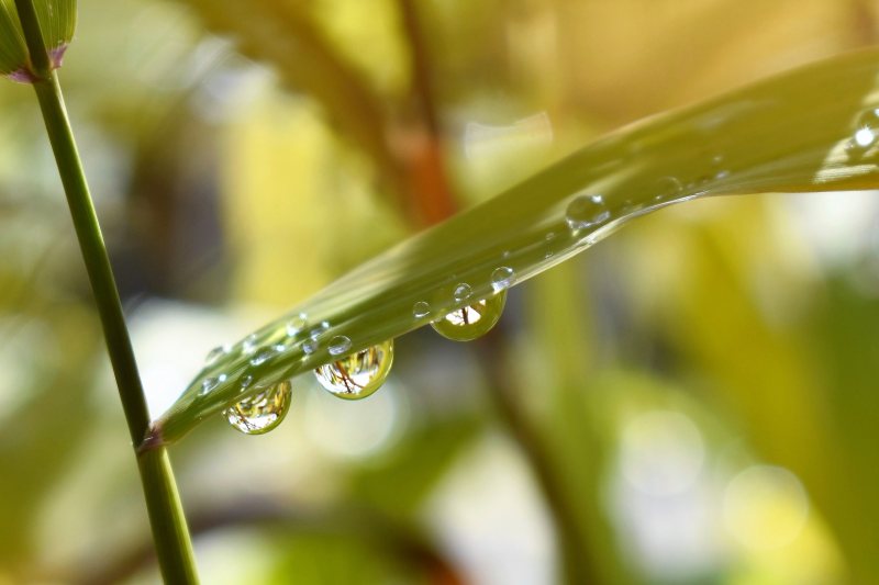 模糊特写露|叶子,宏观,新鲜,植物,植物区系,模糊,水,水滴,液体,焦点,特写,环境,生长,纯净,绿色,自然,花园,草,雨,雨滴,露珠-海量高质量免版权图片素材-设计师素材-摄影图片-mitapix-美塔图像