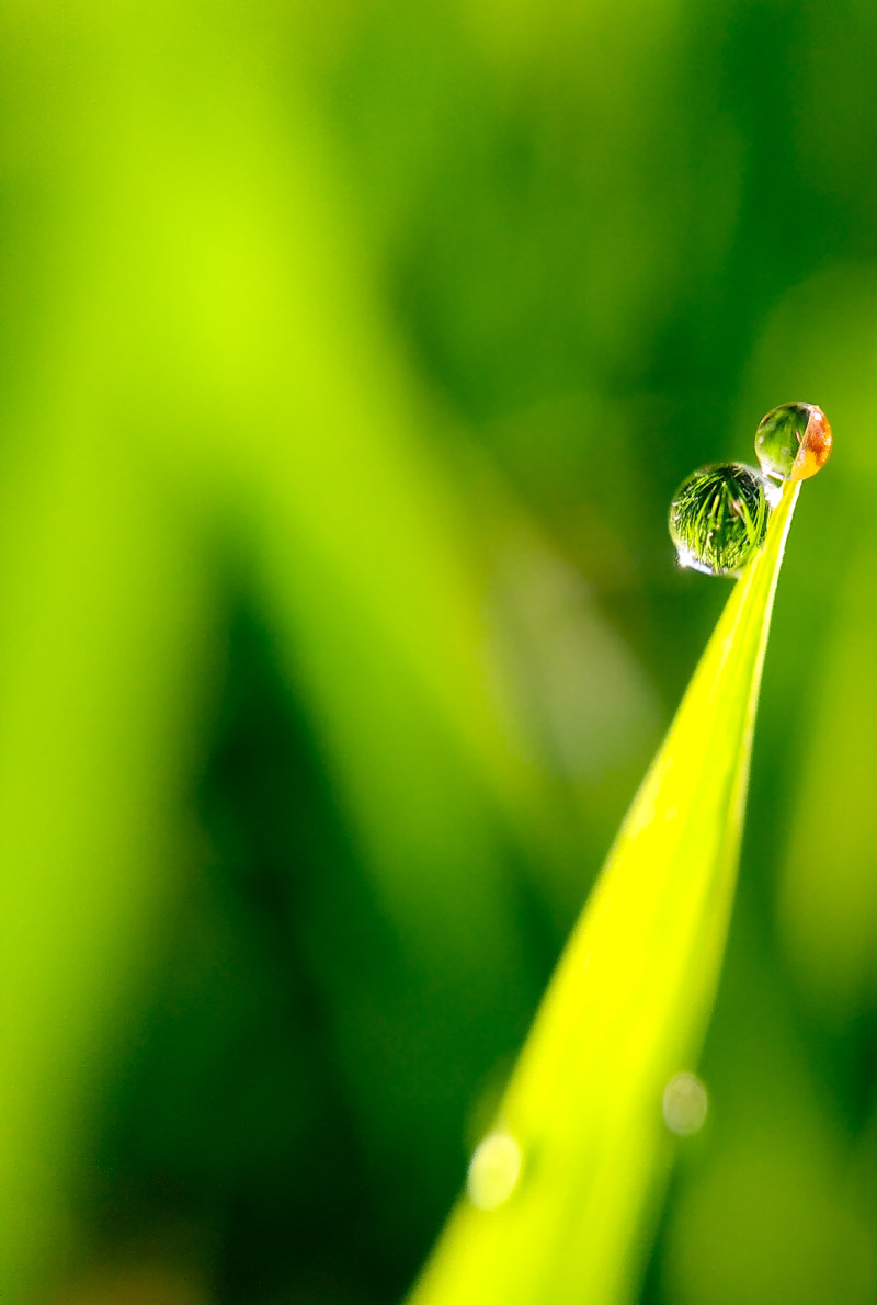 模糊特写露|叶子,宏观,户外,植物,模糊,水,水分,水滴,潮湿,特写,环境,生长,绿色,自然,露水-海量高质量免版权图片素材-设计师素材-摄影图片-mitapix-美塔图像