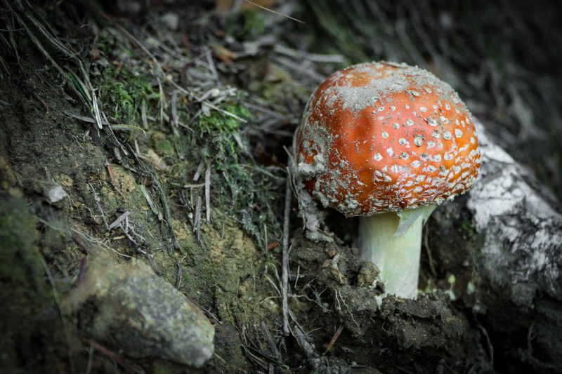 模糊特写污垢|森林,模糊,毒蕈,泥土,焦点,特写,真菌,自然,蘑菇,野生-海量高质量免版权图片素材-设计师素材-摄影图片-mitapix-美塔图像