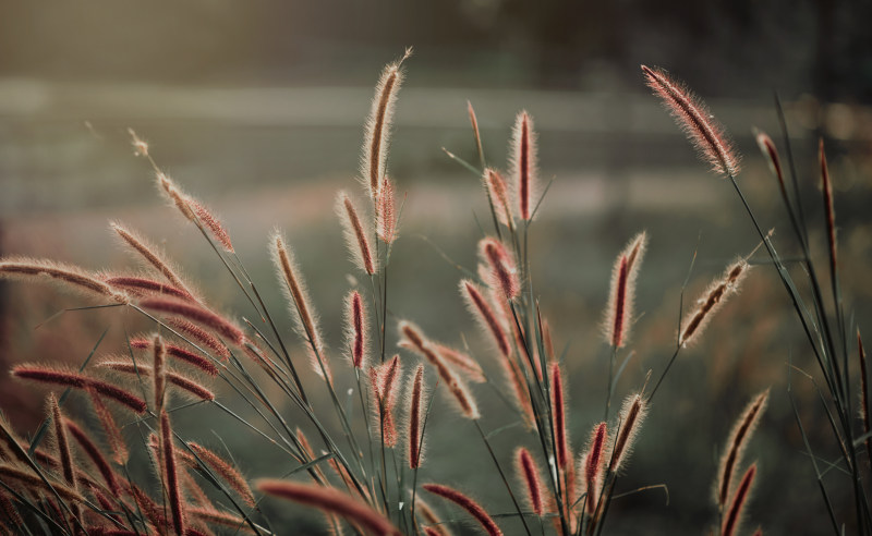 草的特写摄影|季节,户外,模糊,焦点,特写,环境,生长,田野,自然,芦苇,草-海量高质量免版权图片素材-设计师素材-摄影图片-mitapix-美塔图像