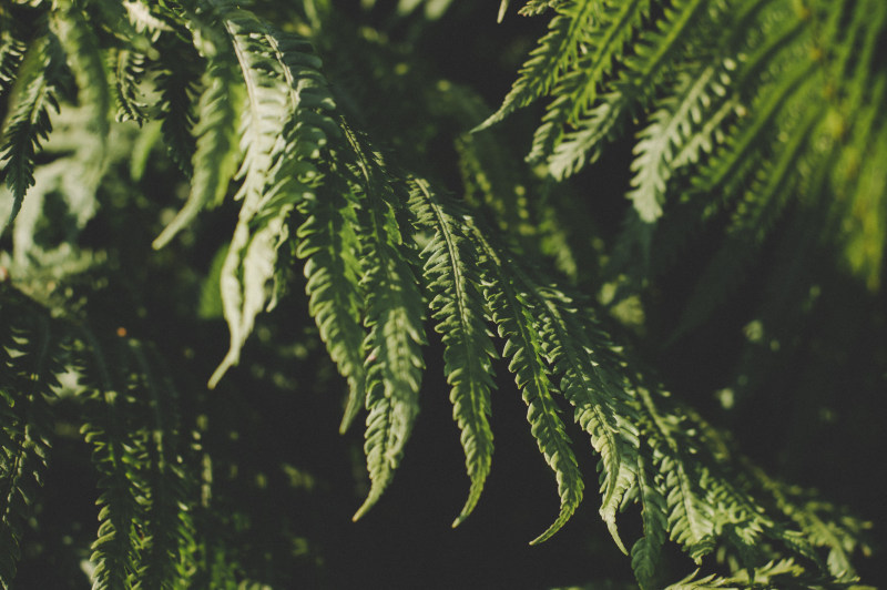 绿叶树Green Leafed Tree|Blur,closeup,environment,fern,fern leaves,Focus,green,green leaves,Growth,landscape,Leaves,nature,nature photography,outdoors,plants,sunlight,叶子,增长,性质,户外,景观,植物,模糊,焦点,特写,环境,绿色,绿色的叶子,自然摄影,蕨叶,蕨类植物,阳光-海量高质量免版权图片素材-设计师素材-摄影图片-mitapix-美塔图像