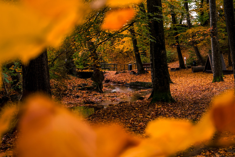 浅焦点照片的棕色干叶Shallow Focus Photo of Brown Dried Leaves|Blur,Daylight,environment,fall,foliage,forest,landscape,leaf,Leaves,Light,outdoors,Park,Reflection,River,scenic,Season,Travel,Trees,Water,woods,光,公园,反射,叶,季节,户外,旅行,景区,景观,树叶,树木,树林,森林,模糊,水,河,环境,白天,秋天-海量高质量免版权图片素材-设计师素材-摄影图片-mitapix-美塔图像