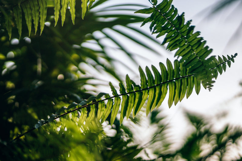 绿蕨类植物|户外,日光,明亮,植物,特写,生长,绿色,背景模糊,蕨类植物,蕨类植物叶,颜色-海量高质量免版权图片素材-设计师素材-摄影图片-mitapix-美塔图像