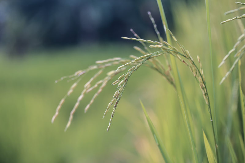 小麦植物特写照片|农村,户外,明亮,水稻,特写,环境,生长,绿色,背景模糊,自然,草,谷物-海量高质量免版权图片素材-设计师素材-摄影图片-mitapix-美塔图像