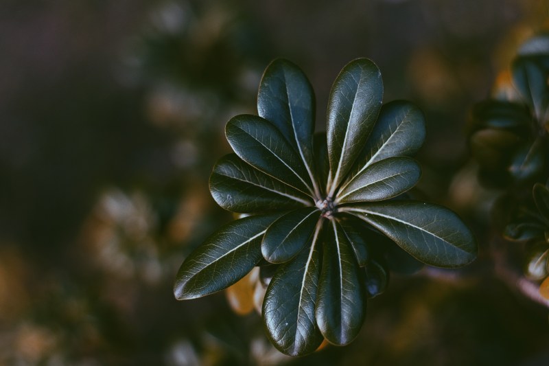 绿叶植物选择性聚焦照片|叶子,园林植物,大自然,植物,深,深绿色,深绿色植物,特写,环境,生长,绿色植物,背景模糊,自然,色彩-海量高质量免版权图片素材-设计师素材-摄影图片-mitapix-美塔图像