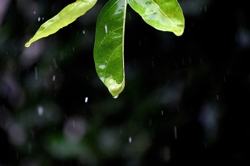 绿叶上的露水特写照片|叶子,户外,水,水滴,潮湿,特写,环境,生长,绿色,背景模糊,自然,雨,雨滴,颜色-海量高质量免版权图片素材-设计师素材-摄影图片-mitapix-美塔图像