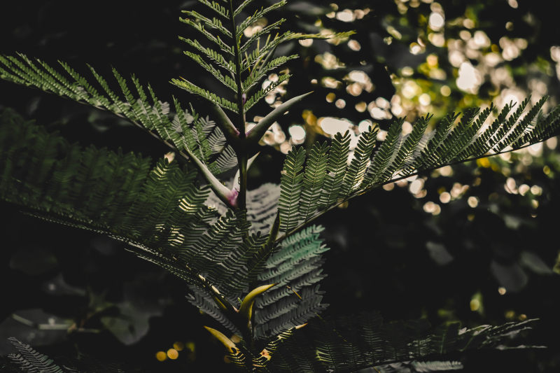 浅焦点摄影的绿叶Shallow Focus Photography of Green Leaves|bokeh,BRANCH,color,dark green,dark green plants,environment,fern,Flora,Flower,forest,Frond,green,green leaf,Green Plant,Leaves,mother nature,nature,nature life,nature photography,outdoors,Trees,分支机构,叶,叶子,大自然母亲,性质,户外,散景,树木,森林,植物区系,深绿色,深绿色的植物,环境,绿叶,绿色,绿色植物,自然摄影,自然生活,花卉,蕨类植物,颜色-海量高质量免版权图片素材-设计师素材-摄影图片-mitapix-美塔图像