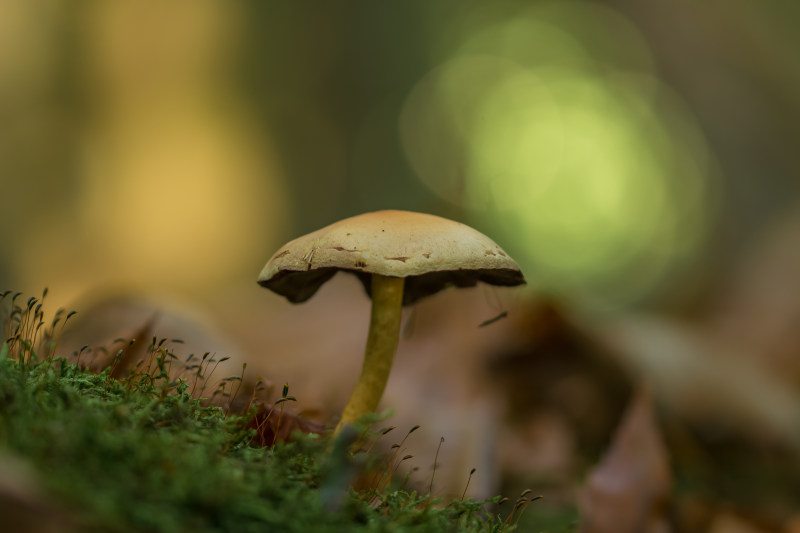 牛肝菌草-宏观,宏观摄影,毒蕈,牛肝菌,生长,真菌,苔藓,草,蘑菇-海量高质量免版权图片素材-设计师素材-摄影图片-mitapix-美塔图像